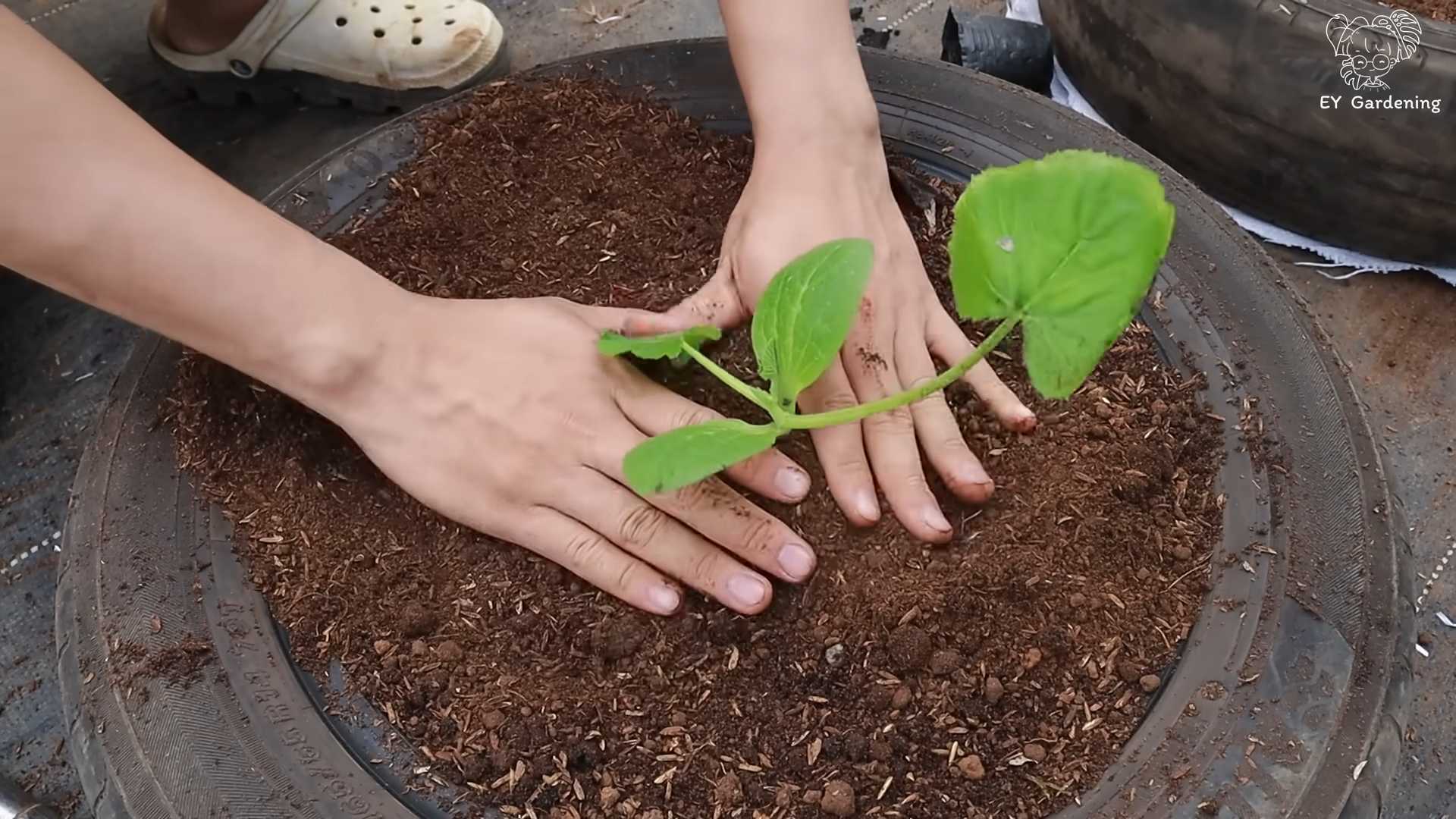 Zucchini Anbau Reifen Apfelschalen