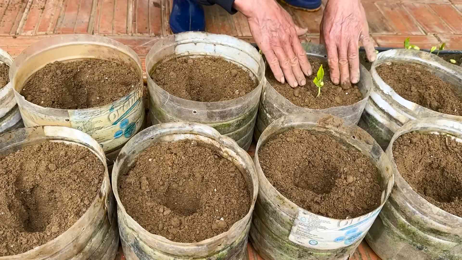 Vernachlässigte Bohnenpflanzen zum Blühen bringen