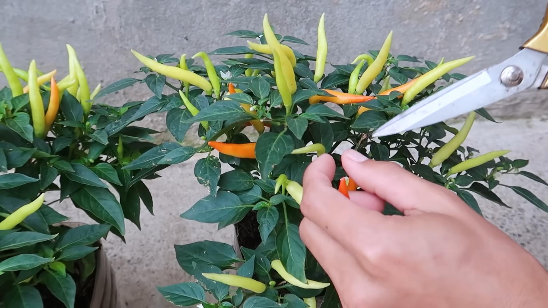 Paprika anbauen ohne Gießen