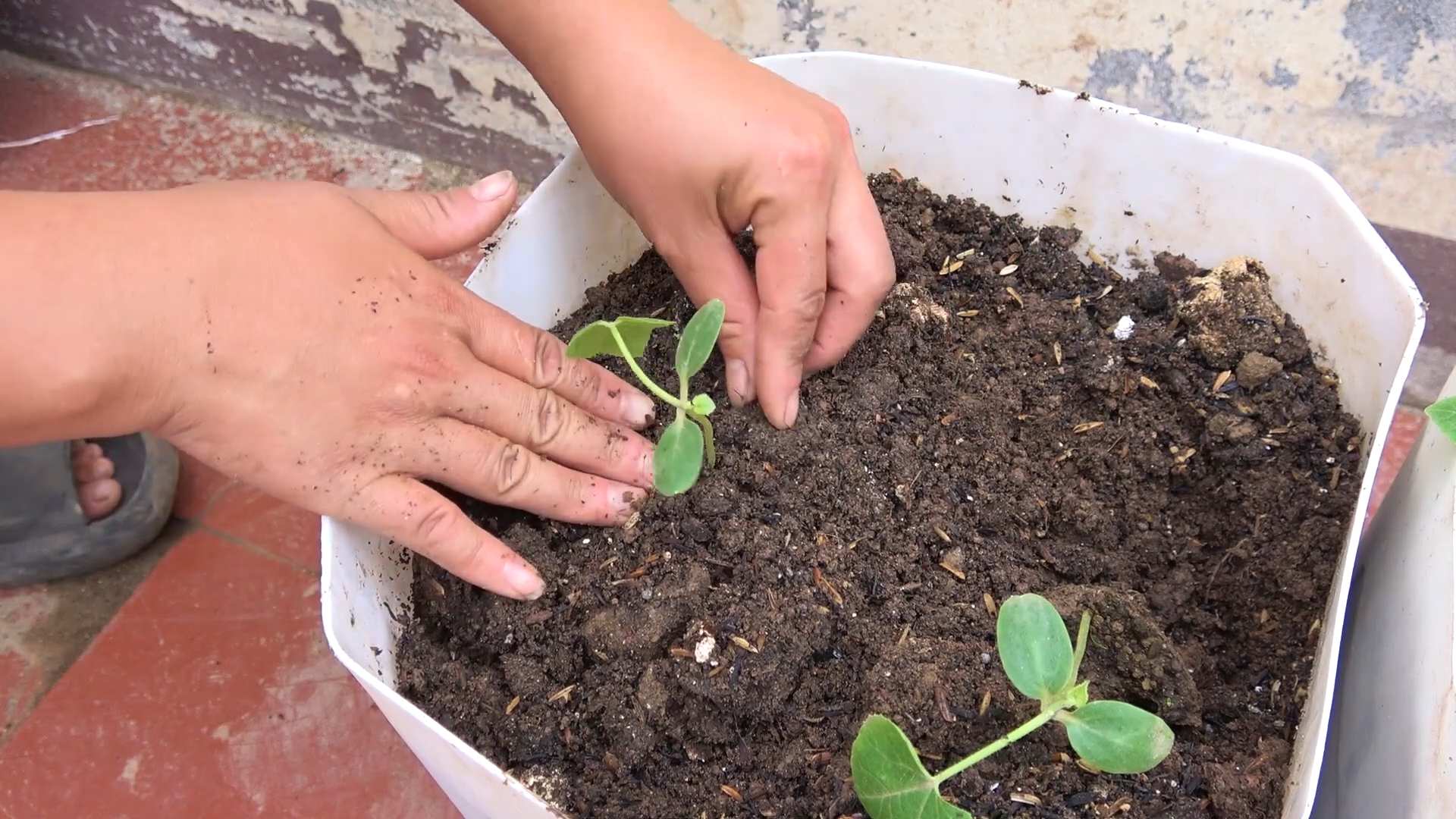 Wandmelonen anbauen ohne Garten