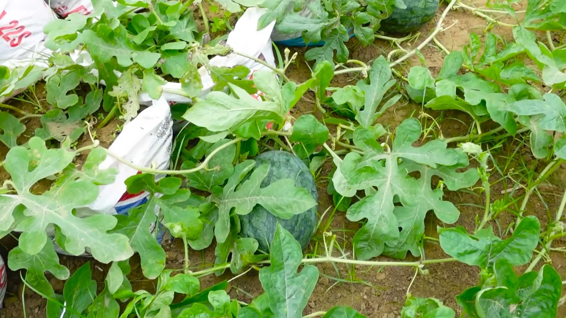 Wassermelone selber anbauen