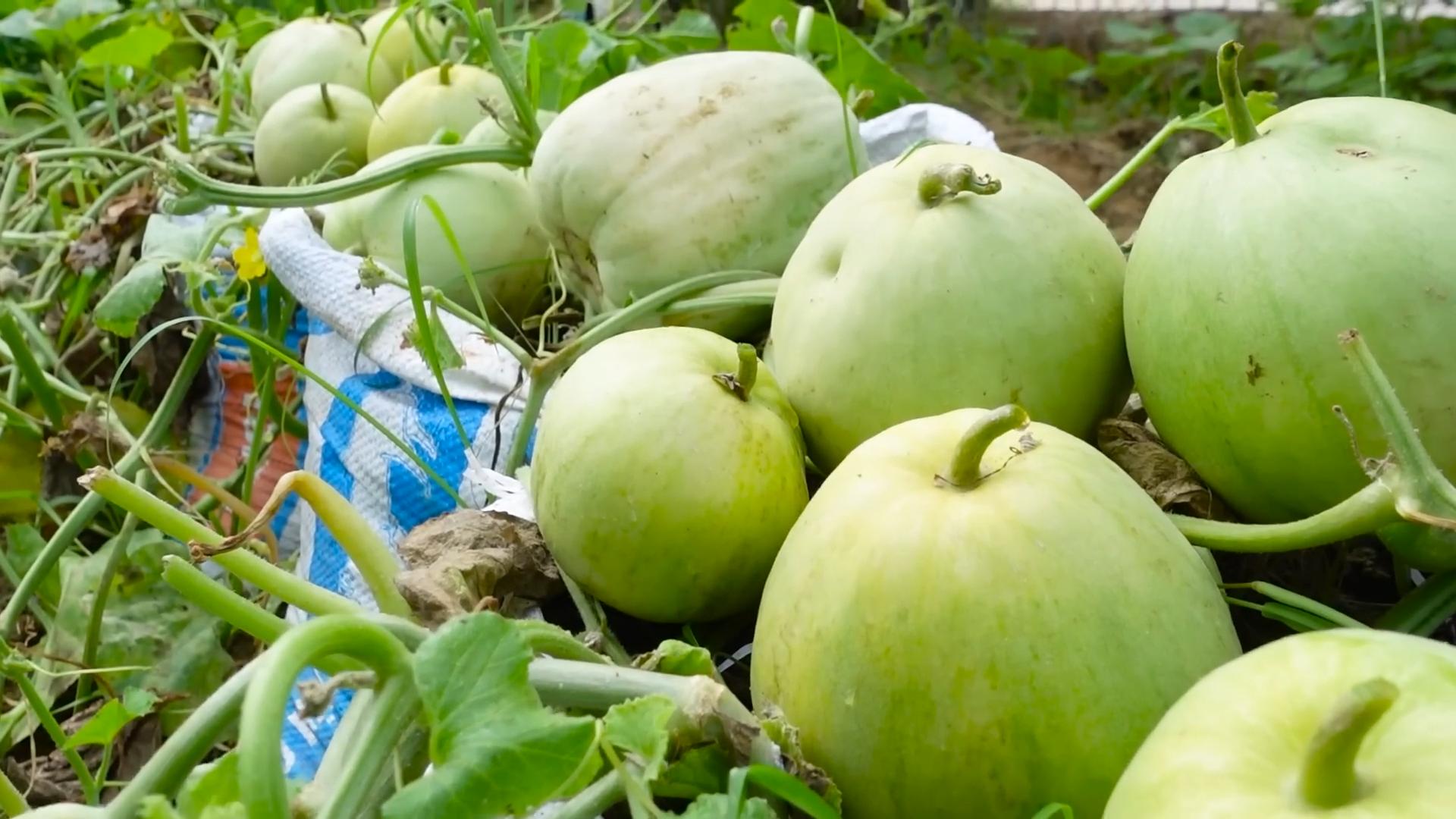 Melonen anbauen im Sack