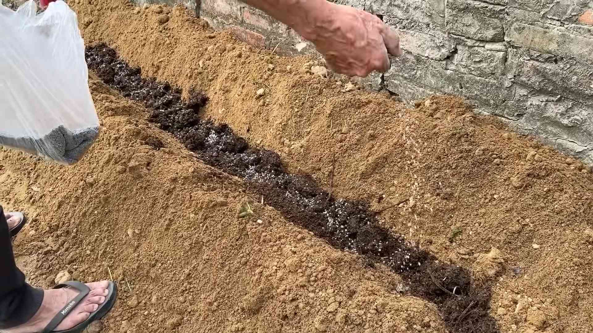 Süßkartoffeln anbauen für Anfänger