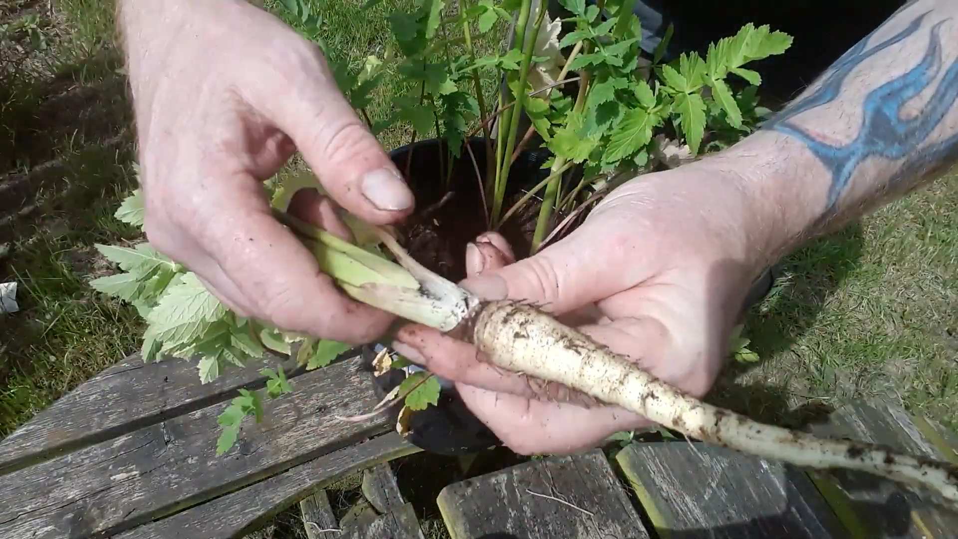 Pastinaken anbauen und pflegen