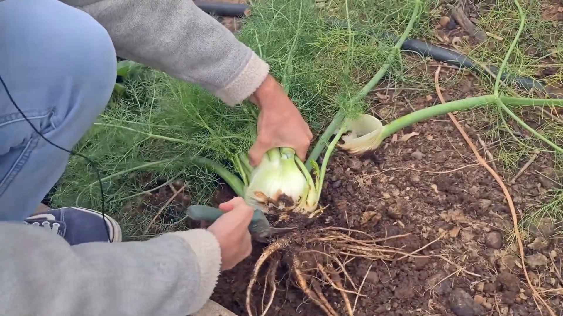 Fenchel Anbau Tipps