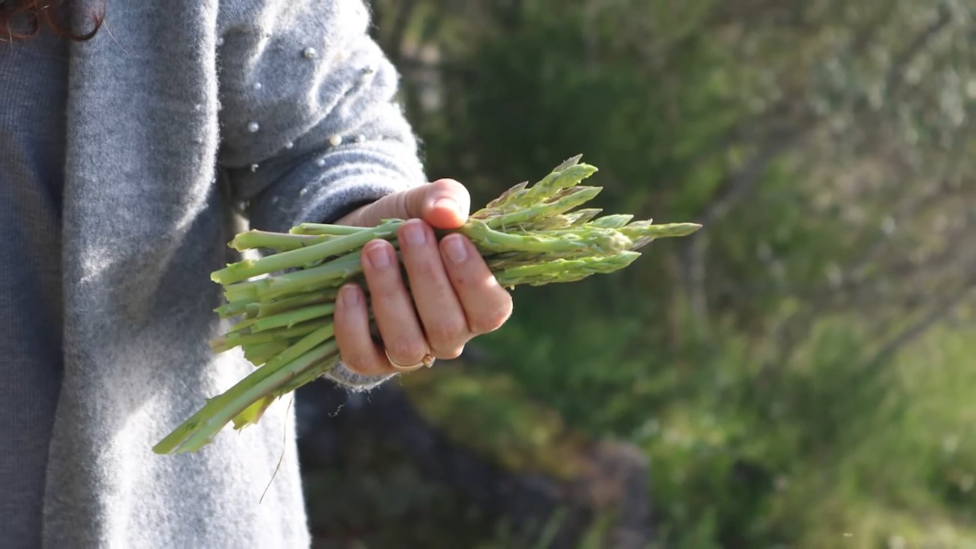 Spargel Anbauen Anfänger Anleitung