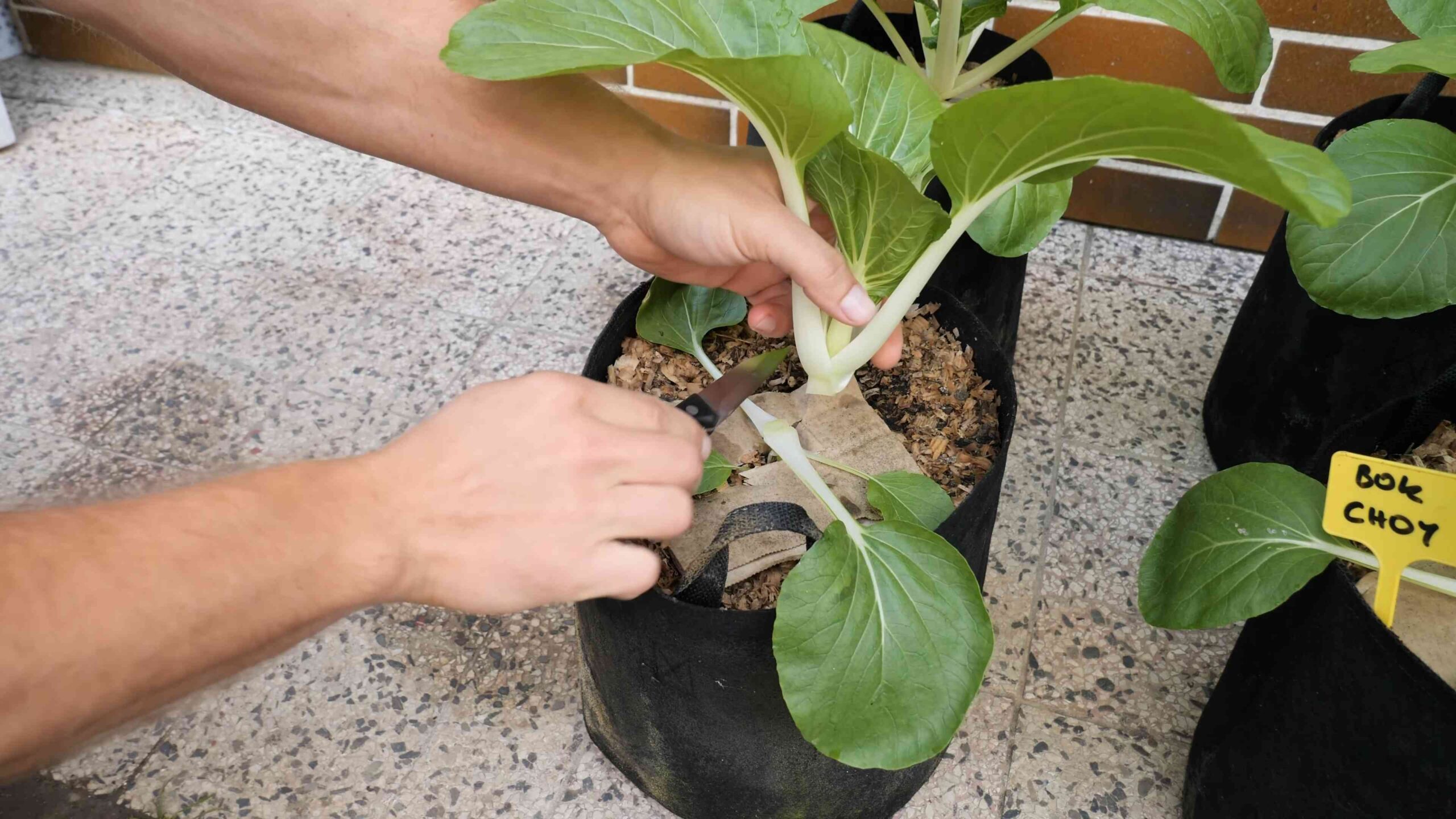 Bok Choy Anbau DIY
