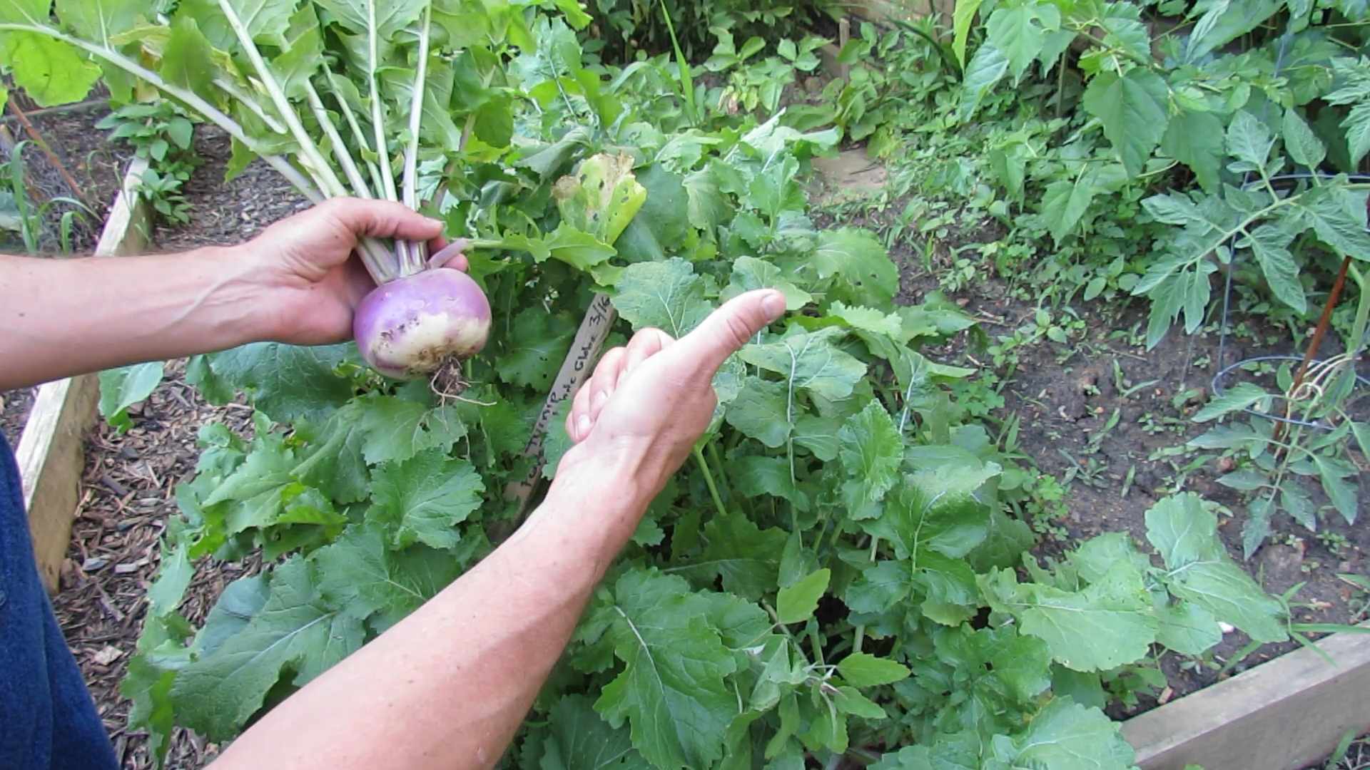 Radieschen Anbau und Pflege