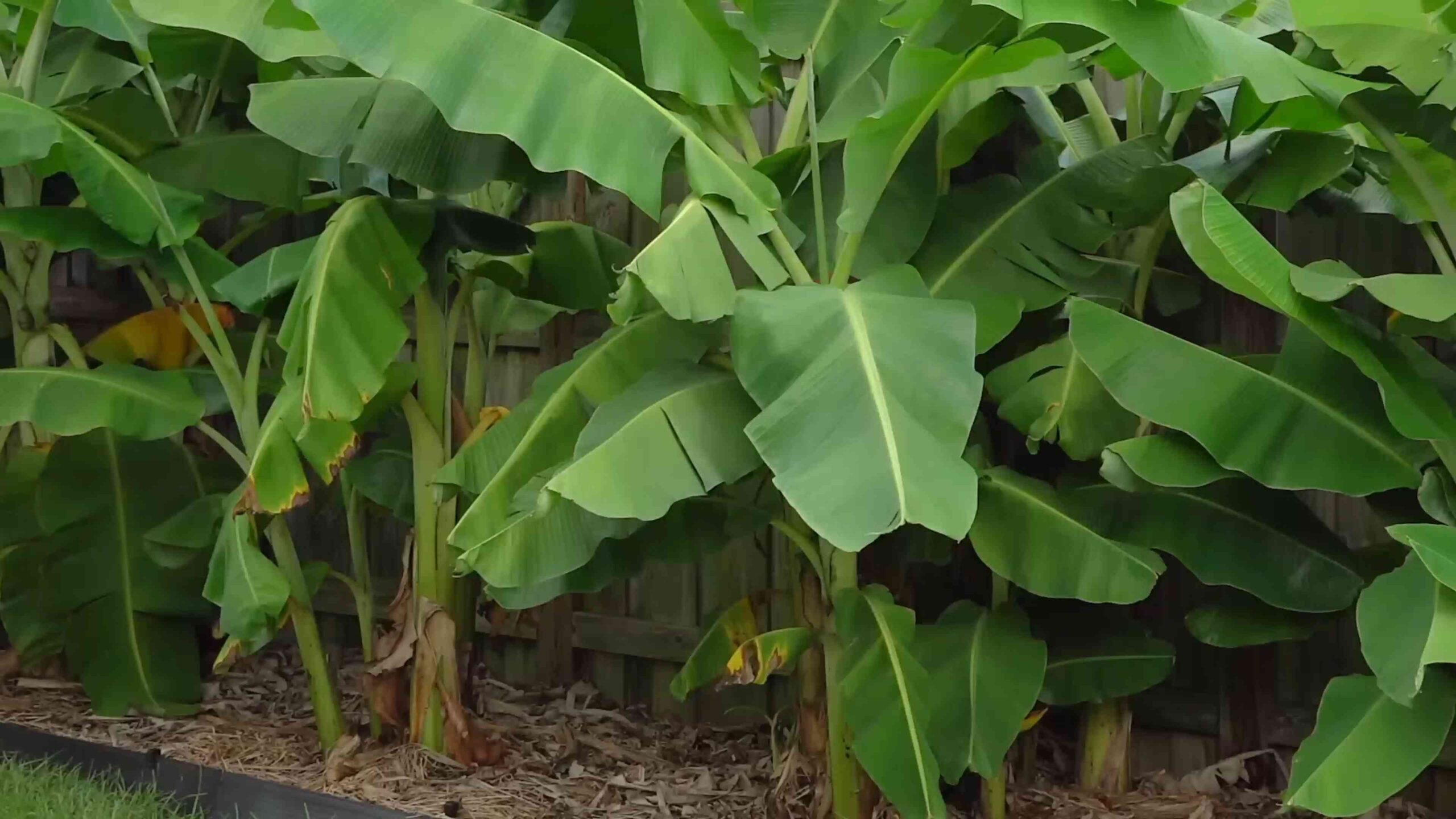 Bananenbaum Anbau im Garten