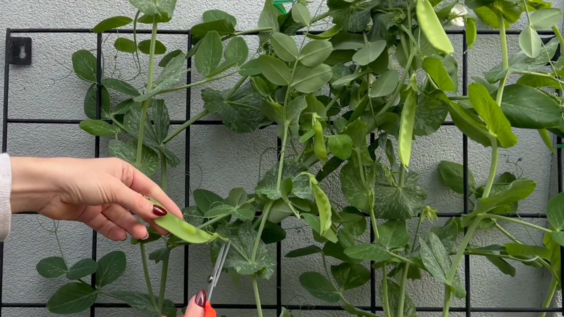 Zuckererbsen anbauen Anleitung