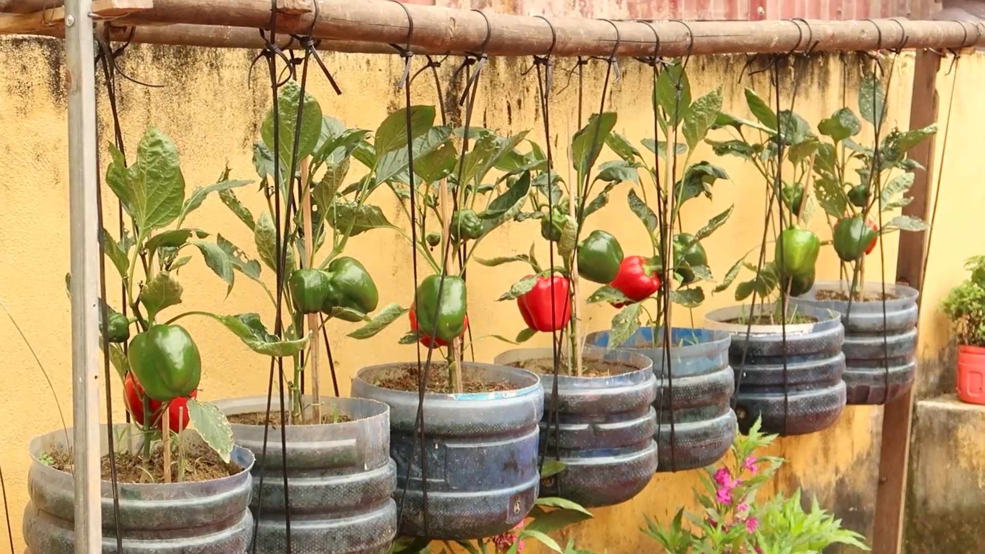 Paprika selber anbauen