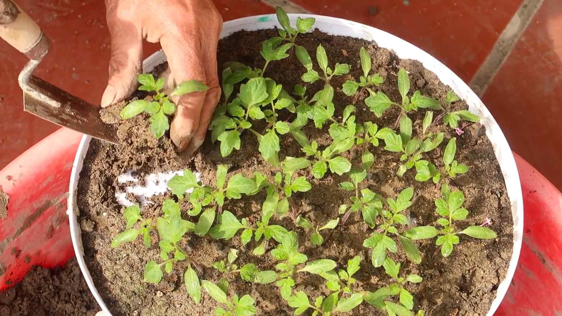 Tomaten selbst anpflanzen