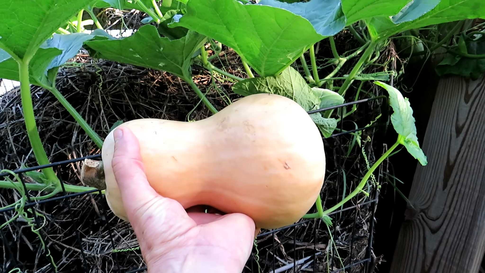 Butternut Kürbis Anbau Garten