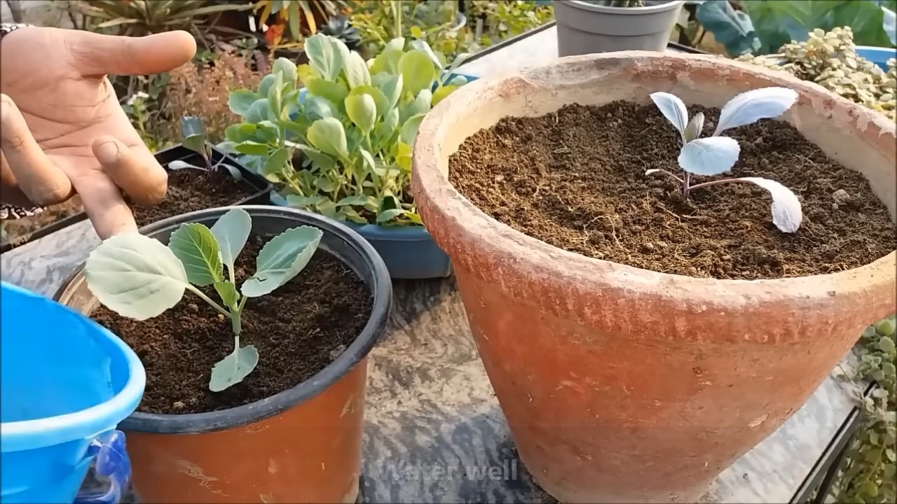 Blumenkohl Anbau zu Hause