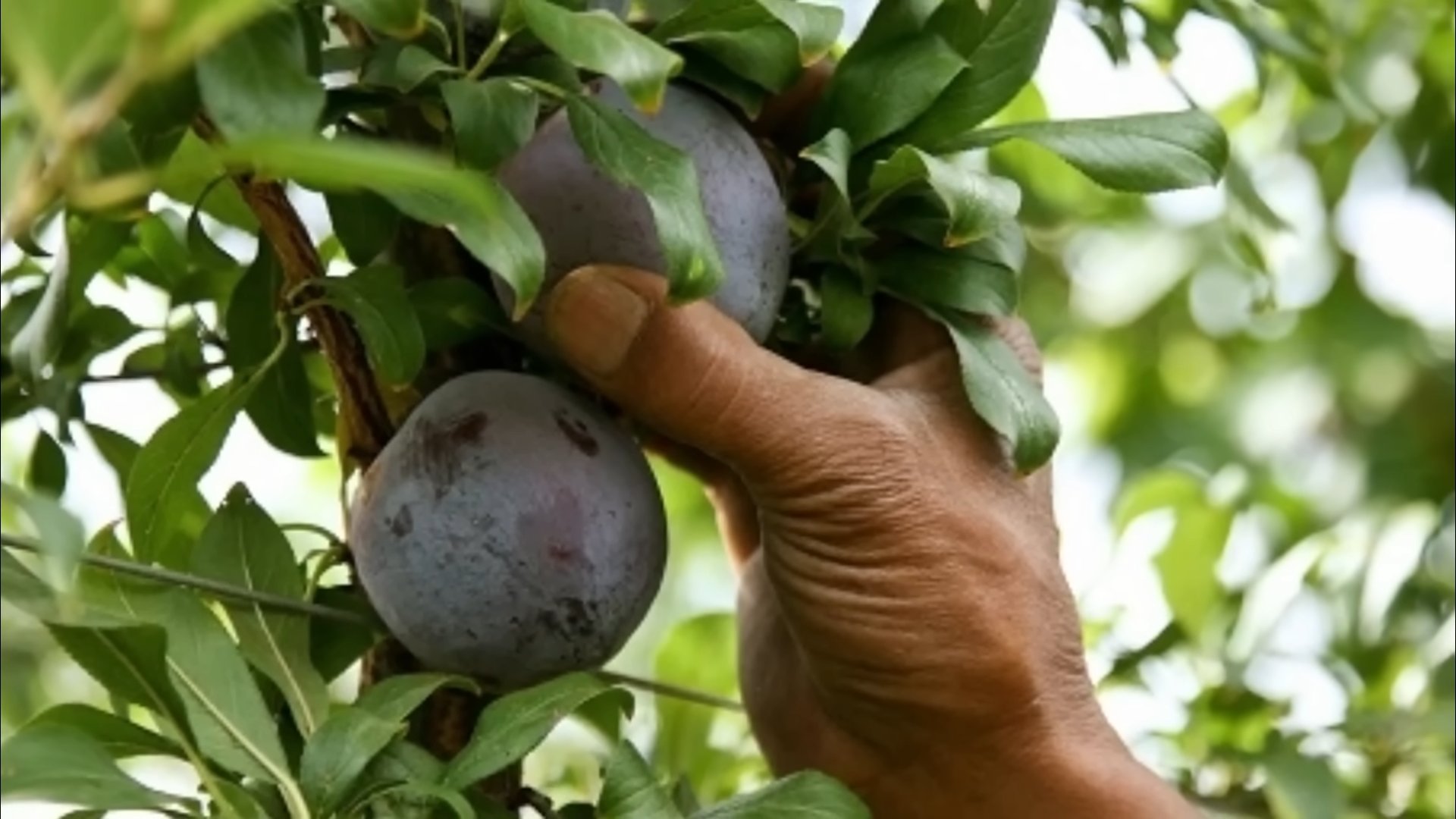 Pflaumen anbauen einfache Anleitung