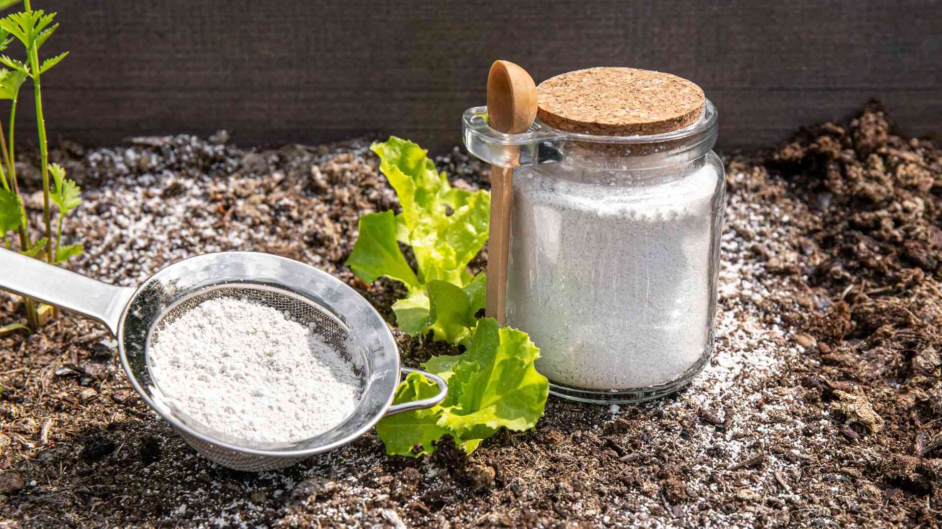 Schneckenbekämpfung Garten natürlich