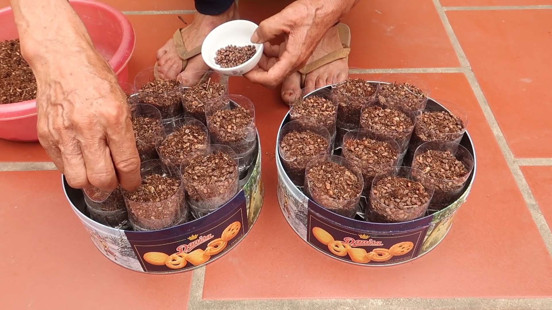 Malabar Spinat Anbau DIY