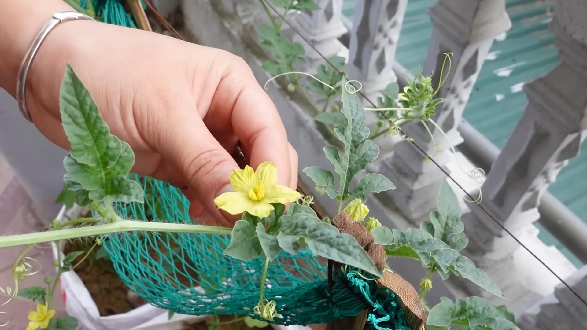 Wassermelone aus Samen ziehen