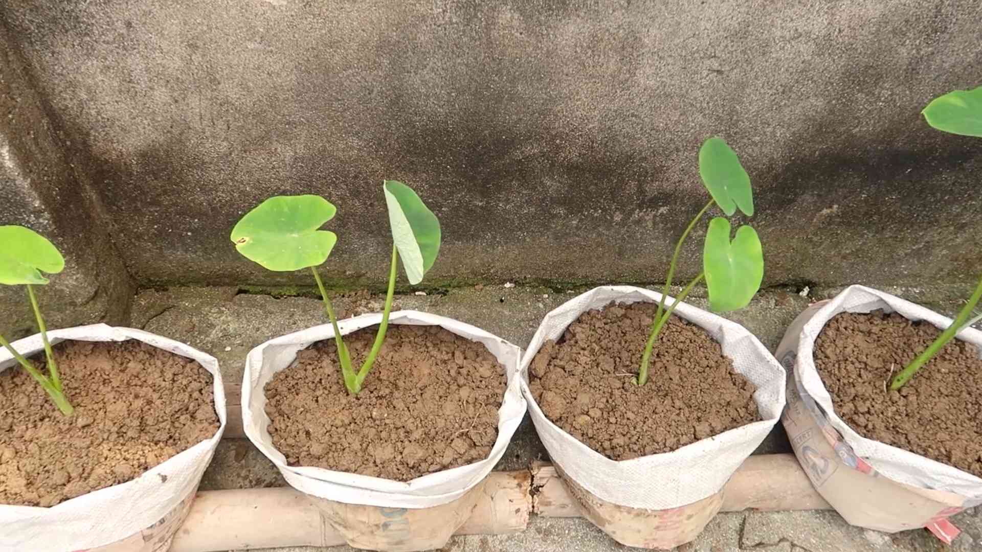 Alocasia Odora Pflege Anleitung