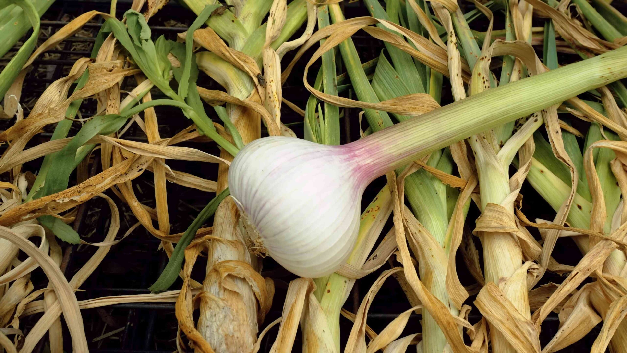 Knoblauch anbauen leicht gemacht