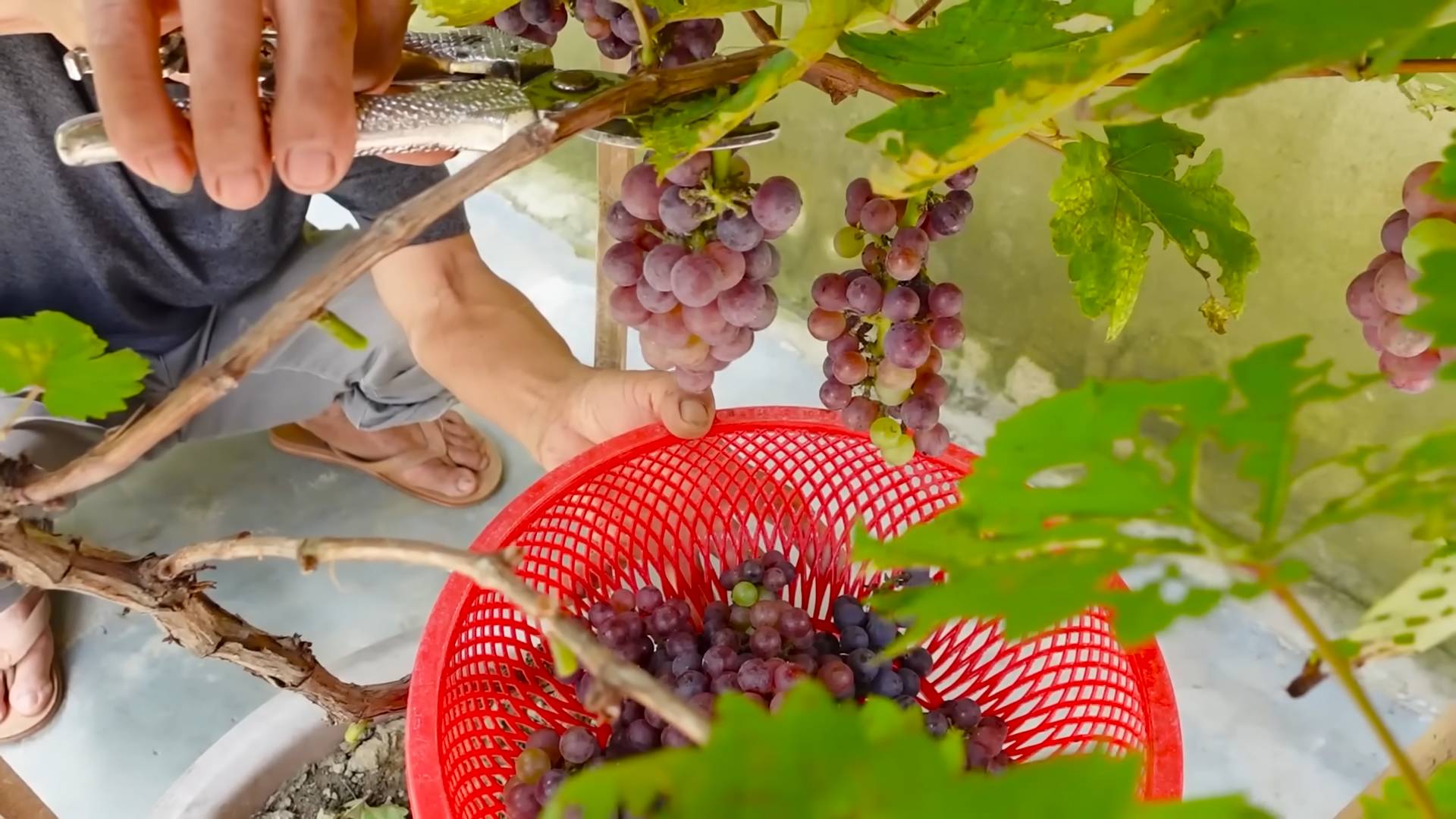 Weinreben selber anbauen