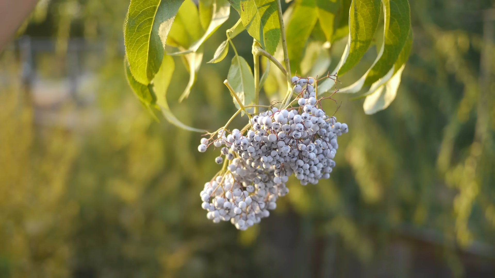 Holunderbeeren Anbau Einfache Tipps