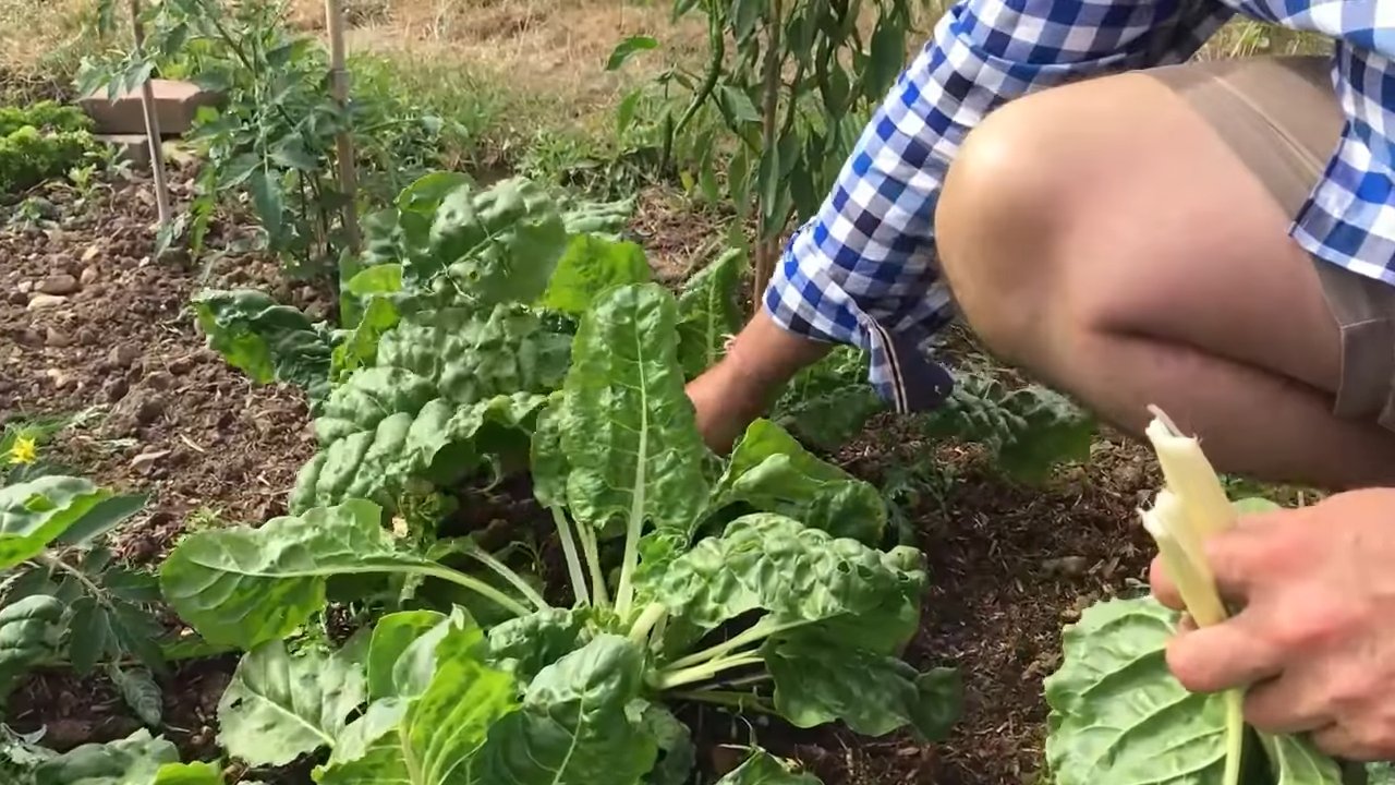 Gartenkohl Anbau Anleitung