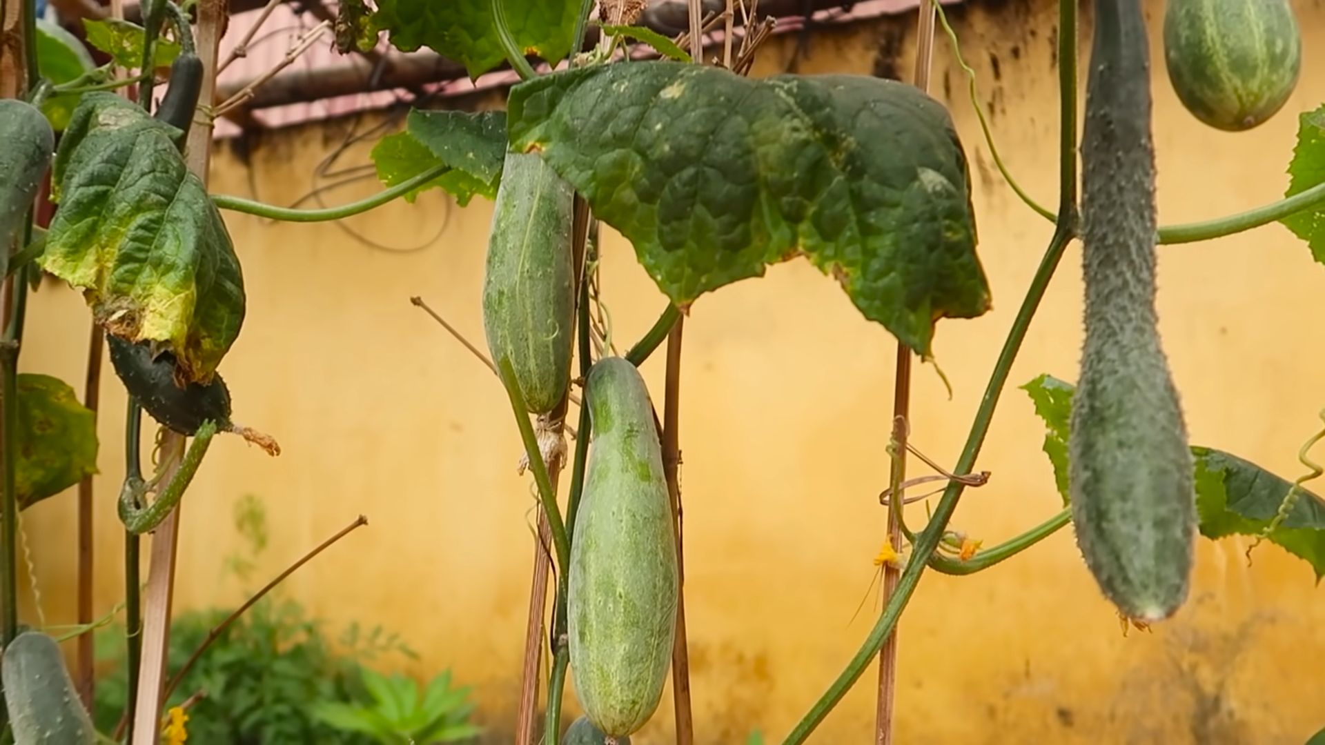 Gurken anbauen im eigenen Garten