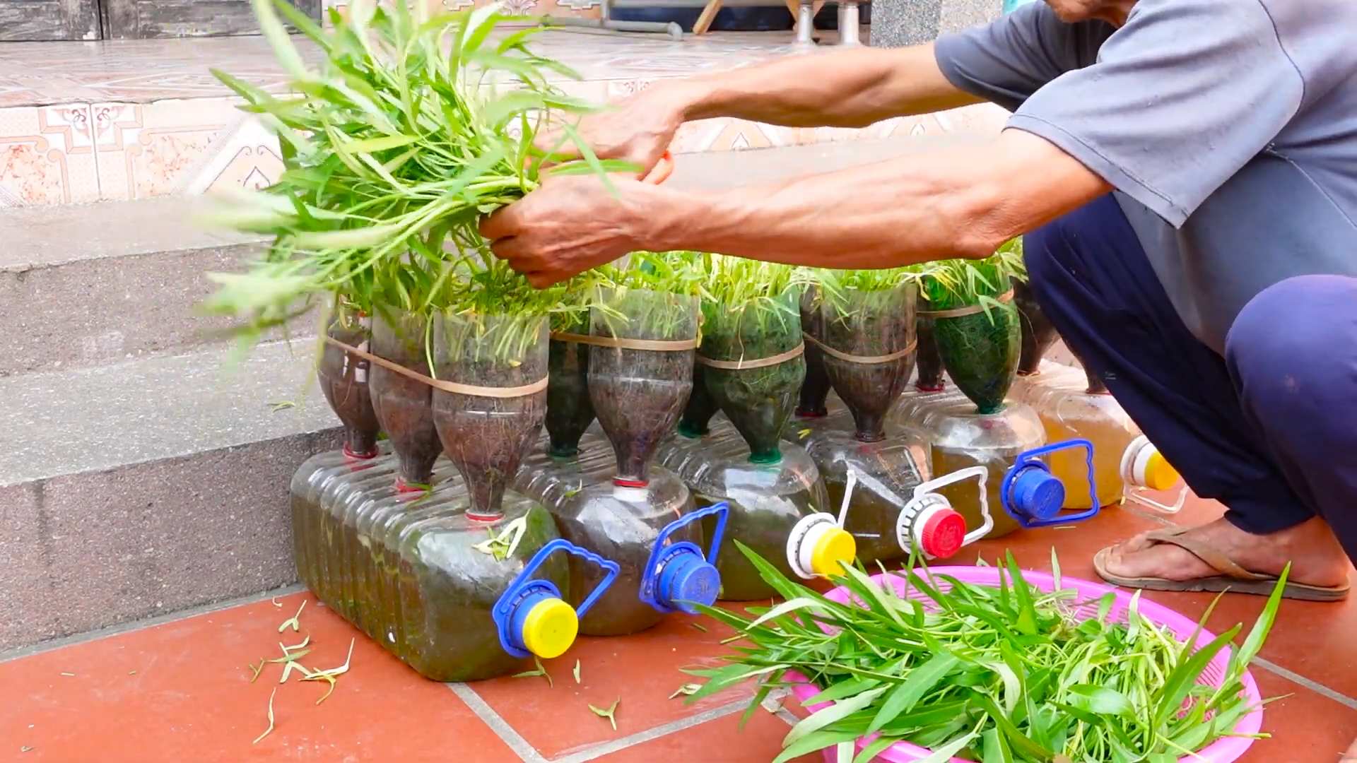 Kangkong selbst anbauen