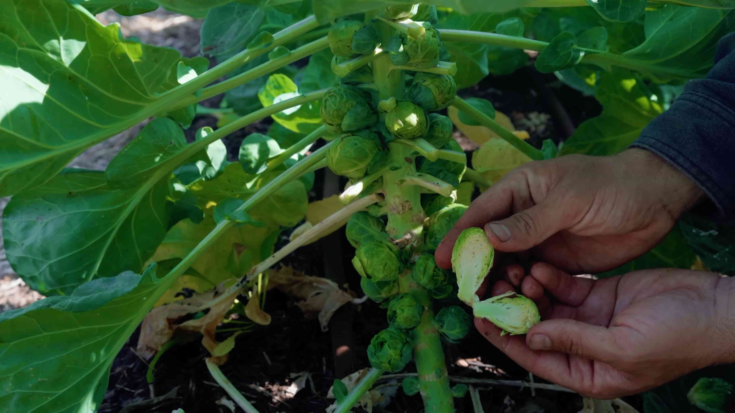 Rosenkohl Anbauen Einfache Anleitung