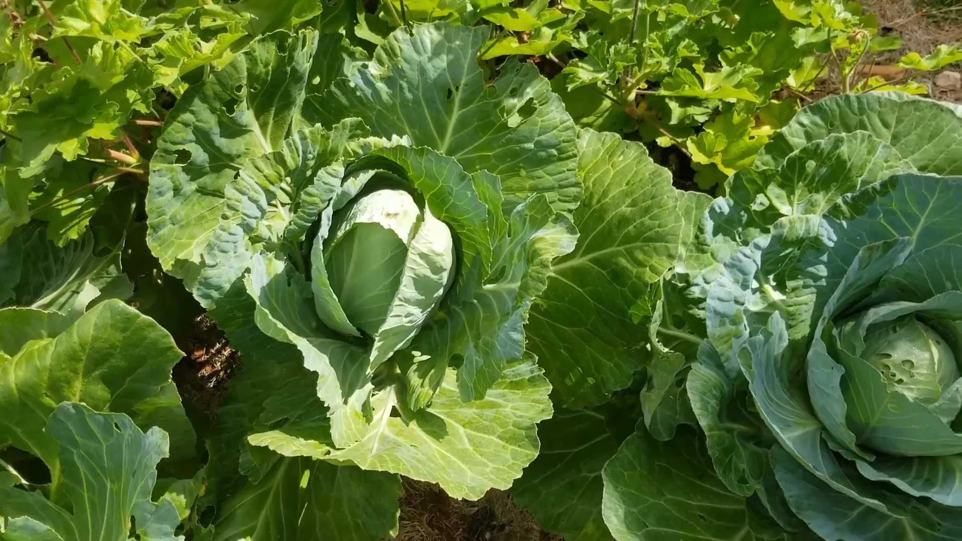 Kohl Anbauen im eigenen Garten