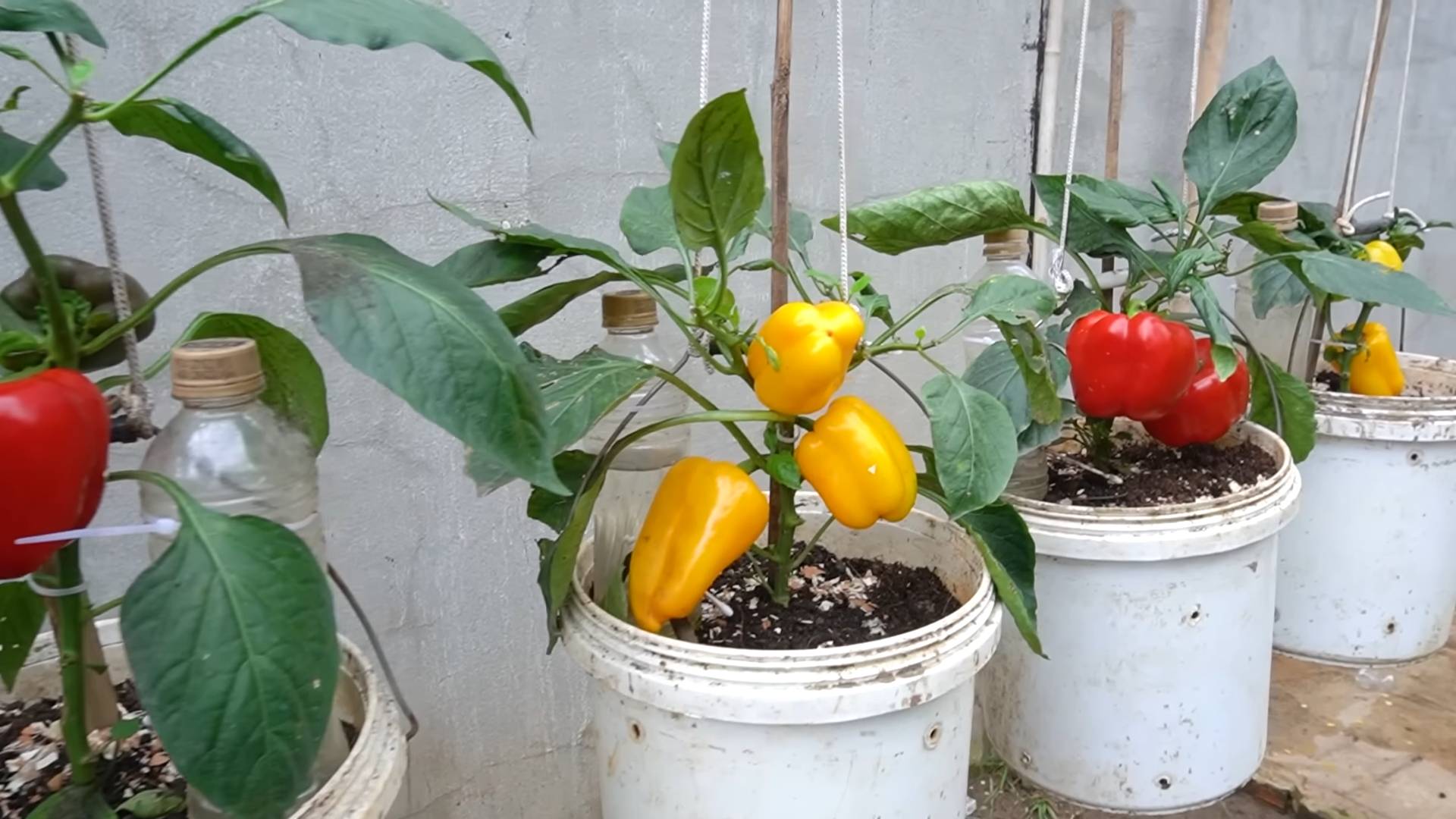 Paprika anbauen: Einfache Anleitung