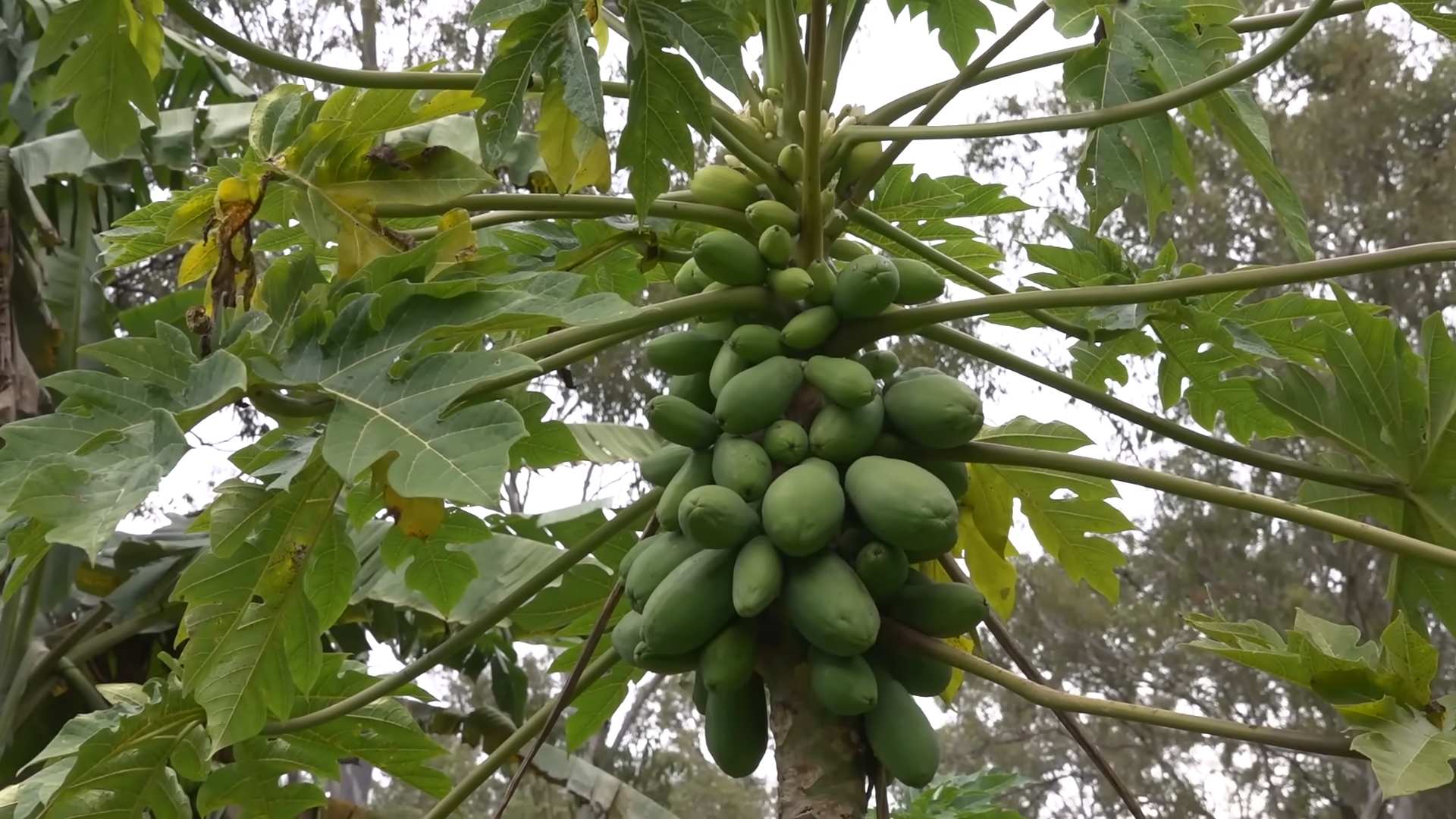 Papaya Anbau zu Hause