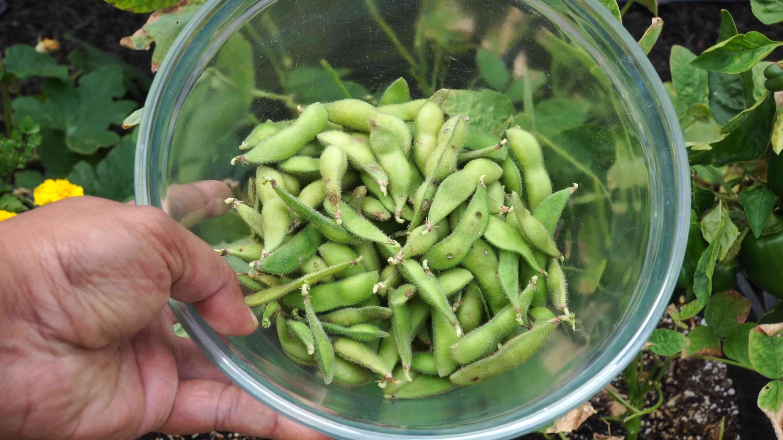 Edamame selber anbauen