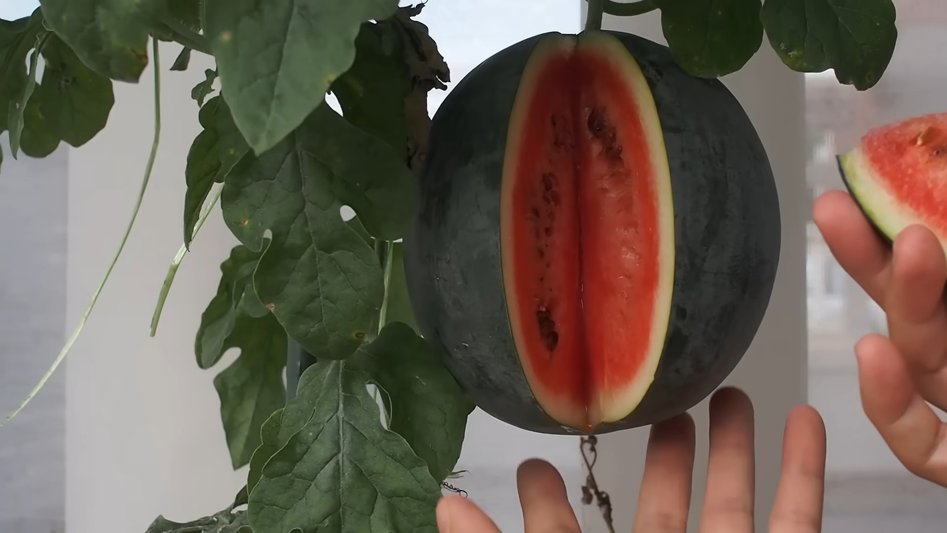 Wassermelone anbauen im Garten