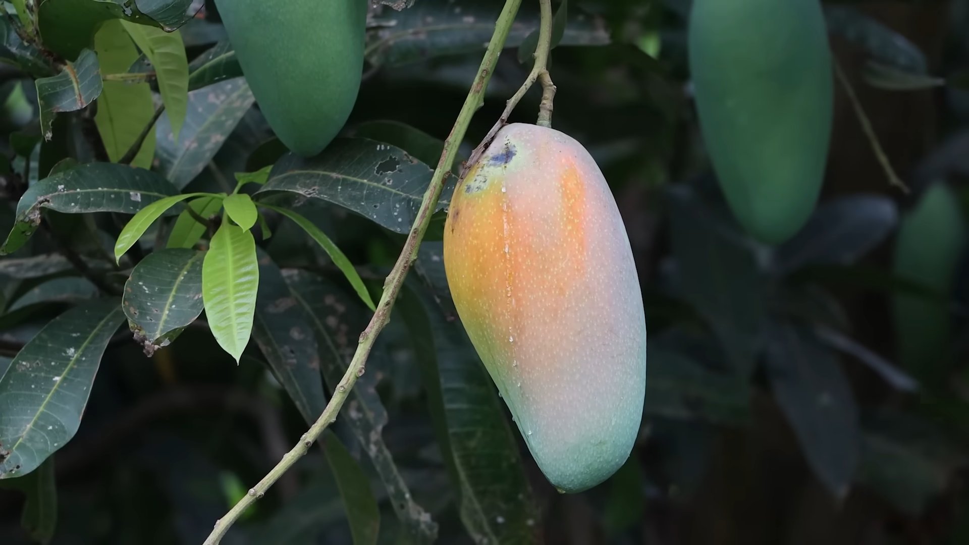 Mango Baum Zuhause Anbauen