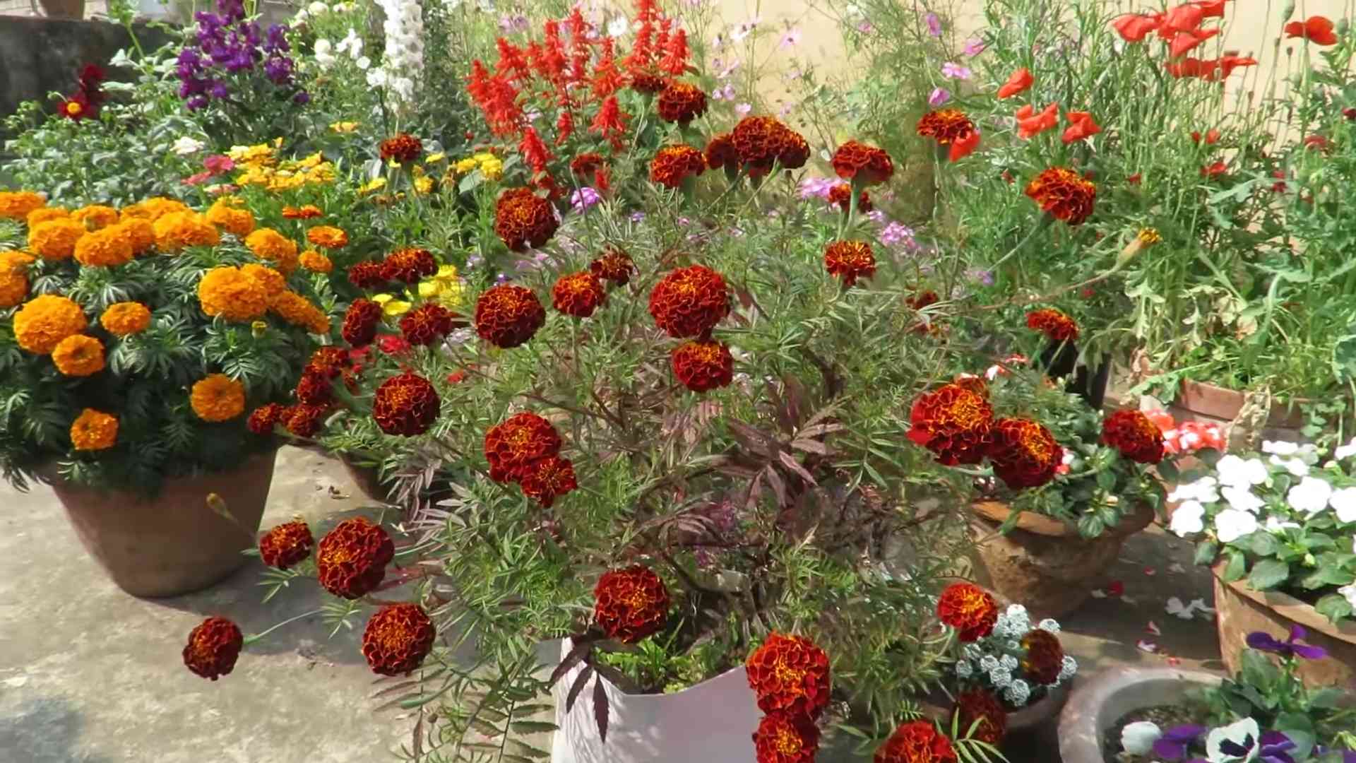 Ringelblumen Anbau für Anfänger