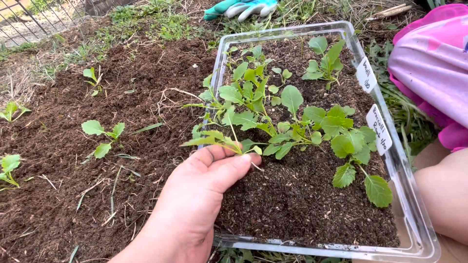 Brokkoli Rabe selbst anbauen