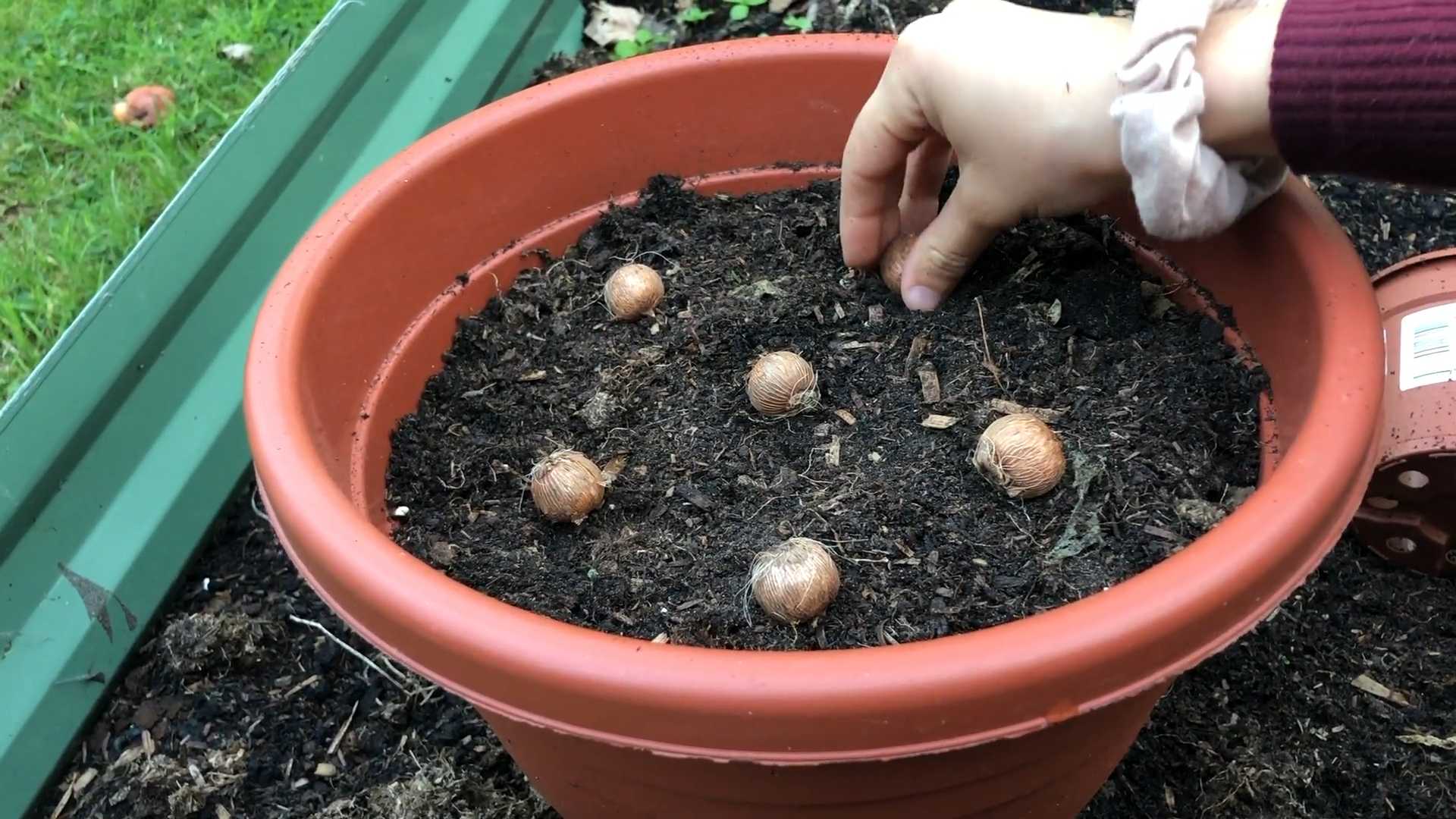 Narzissen pflanzen Frühling DIY