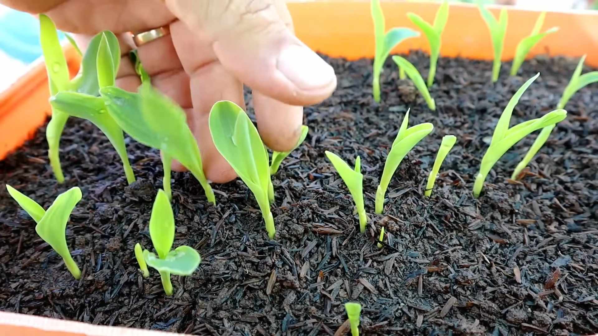 Zuckermais anbauen für Anfänger